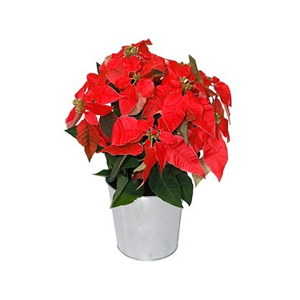 Poinsettia Fleurs de Noël